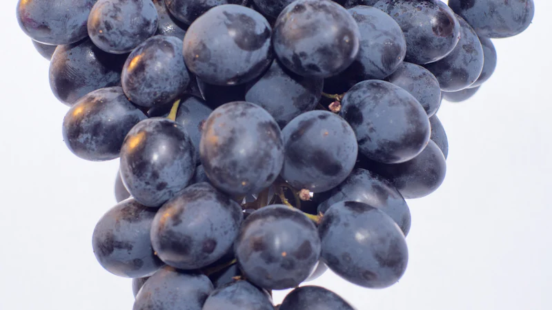 Racimo de uvas moradas sobre fondo blanco