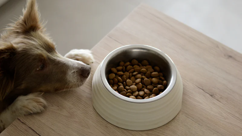 Perro comiendo de un cuenco en casa