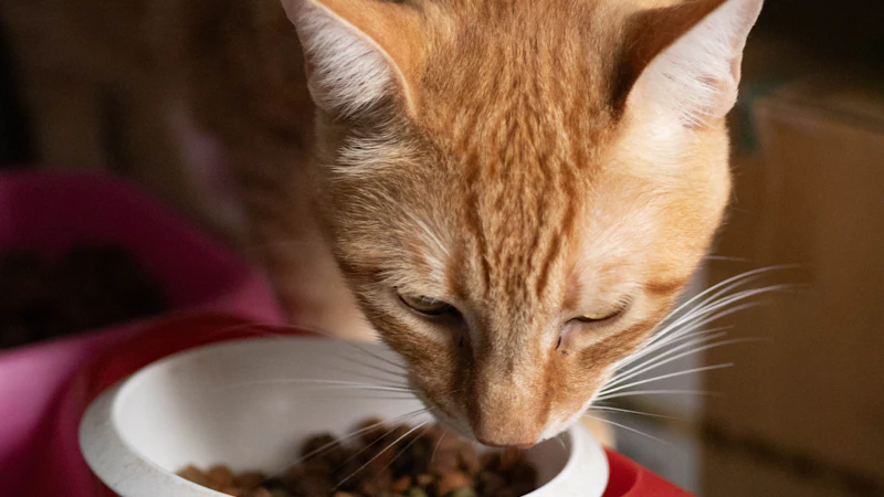 Gato atigrado naranja comiendo pienso de un cuenco
